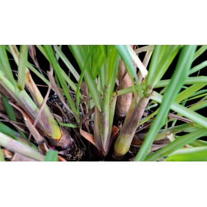 Cymbopogon Citratus - Lemon Grass