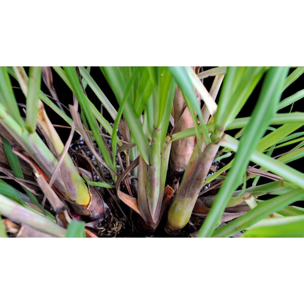 Cymbopogon Citratus - Lemon Grass